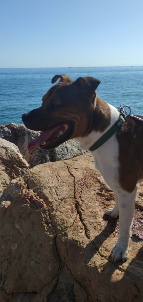 Gresi'dog - Educateur comportementaliste canin Grenoble - Gresivaudan - photo 2