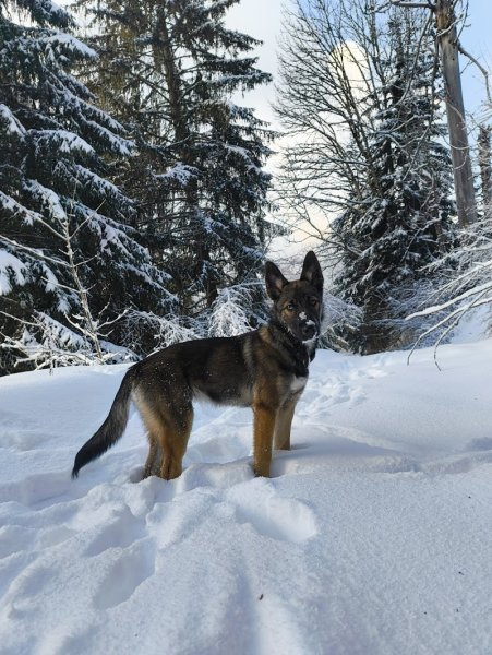 Gresi'dog - Educateur comportementaliste canin Grenoble - Gresivaudan - photo 3