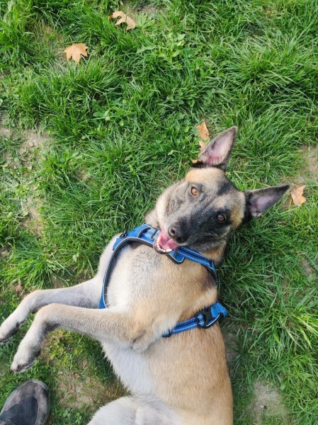 Clémence Chosson | Éducateur Comportementaliste Canin Félin - photo 2