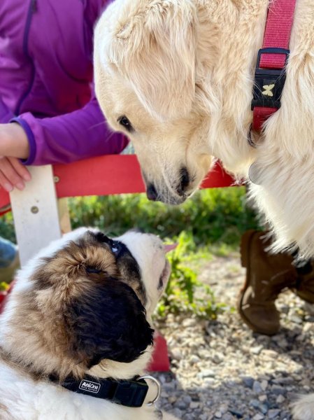 Clémence Chosson | Éducateur Comportementaliste Canin Félin - photo 3