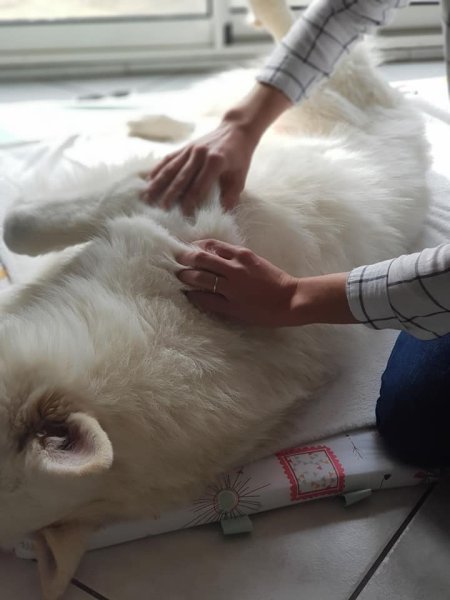 Dog happiness - Educateur comportementaliste canin Grenoble - Méthode positive - photo 2