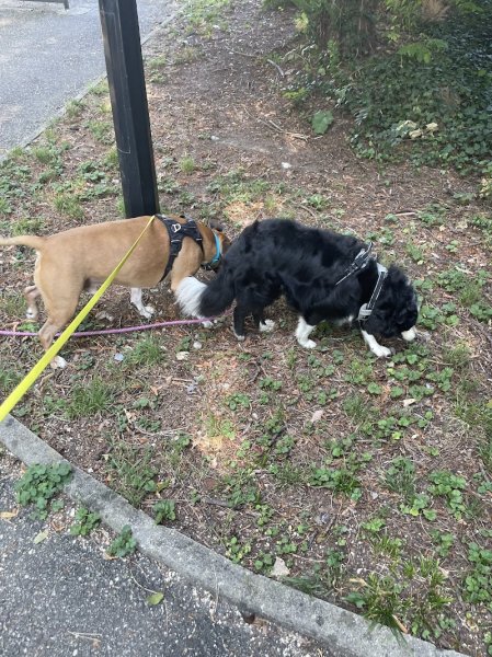 Guidance canine | Educateur Canin Comportementaliste Grenoble