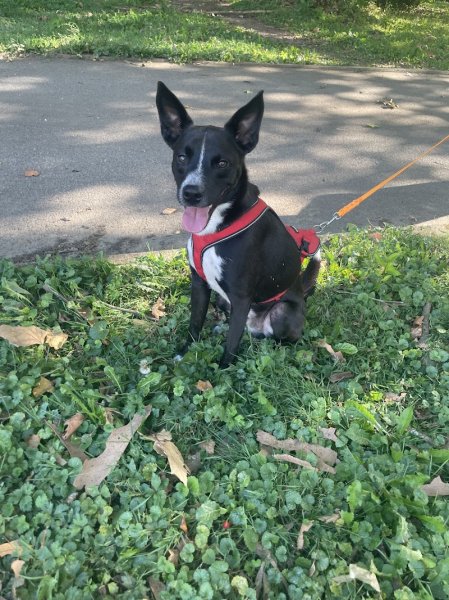 Guidance canine | Educateur Canin Comportementaliste Grenoble - photo 2
