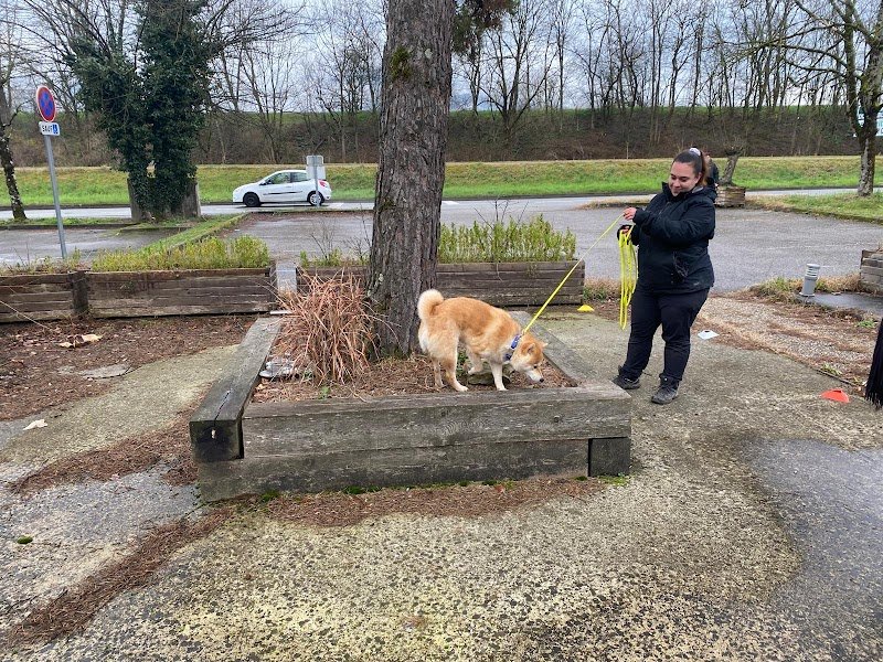 Guidance canine | Educateur Canin Comportementaliste Grenoble - photo 3