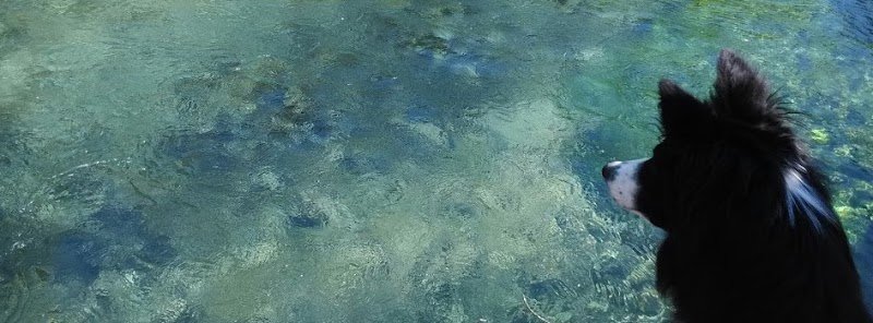 La main dans la patte éducateur canin comportementaliste à Grenoble