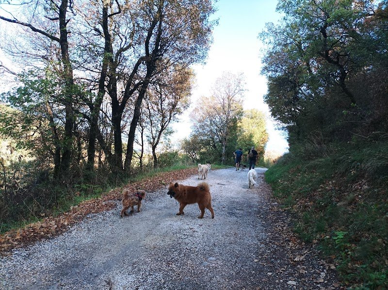 La main dans la patte éducateur canin comportementaliste à Grenoble - photo 3