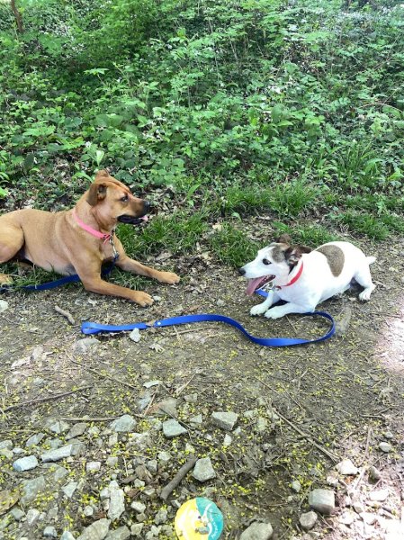 TDOG Éducateur Canin Grenoble & Promeneur de chien - photo 2