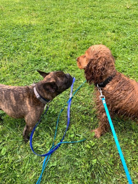 TDOG Éducateur Canin Grenoble & Promeneur de chien - photo 3