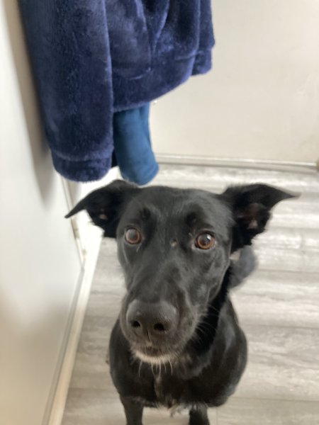 Les Apprentis Sages Canins - Grenoble - photo 1