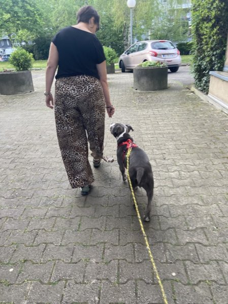 Les Apprentis Sages Canins - Grenoble - photo 2