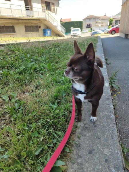 Réflexe Canin - Educateur canin Grenoble - photo 1