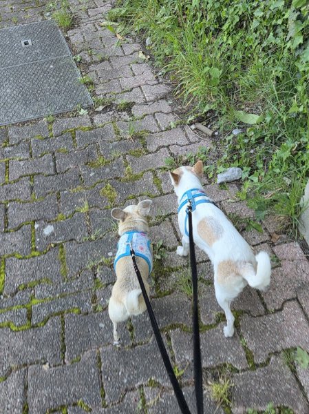 Réflexe Canin - Educateur canin Grenoble - photo 2