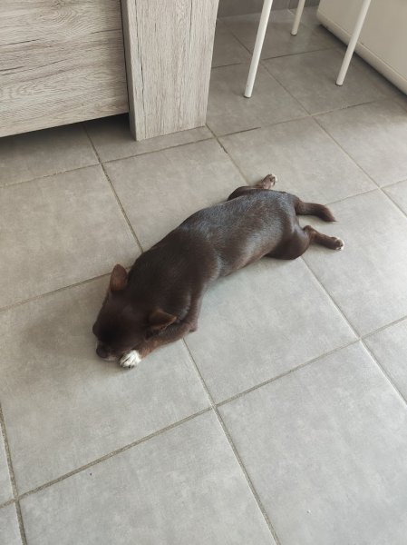 Réflexe Canin - Educateur canin Grenoble - photo 3