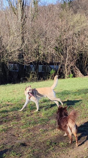 L'accompagnement des chiens - photo 1