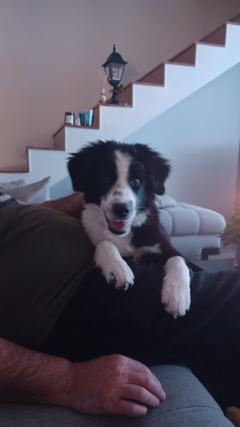 L'accompagnement des chiens - photo 2