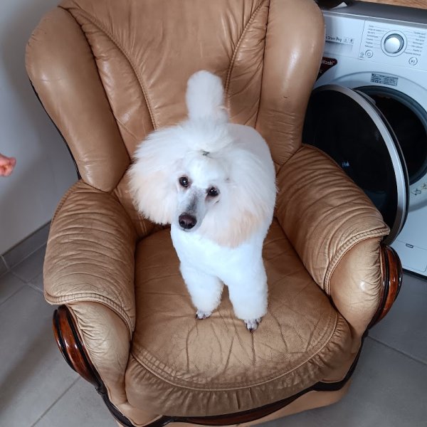 Dclick comportement canin/équin/toilettage - photo 2