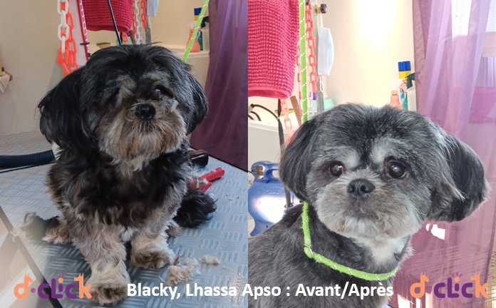 Dclick comportement canin/équin/toilettage - photo 3