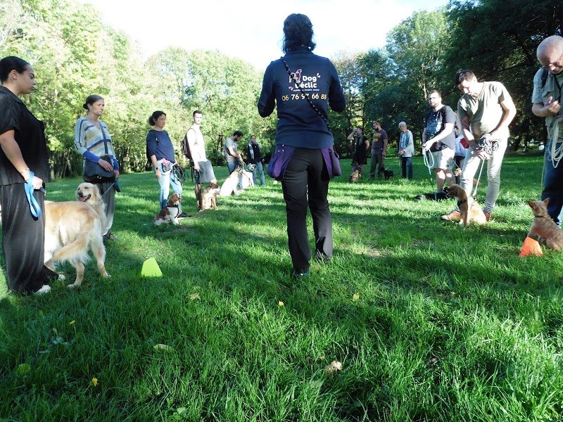 Dog Déclic - Éducateur canin et comportementaliste pour tous les chiens : Bourgoin-Jallieu - photo 1