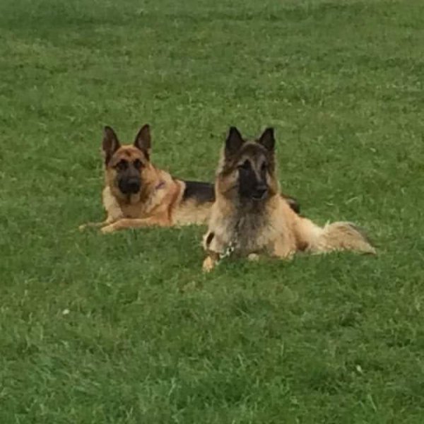 Club Canin Berjallien - photo 3