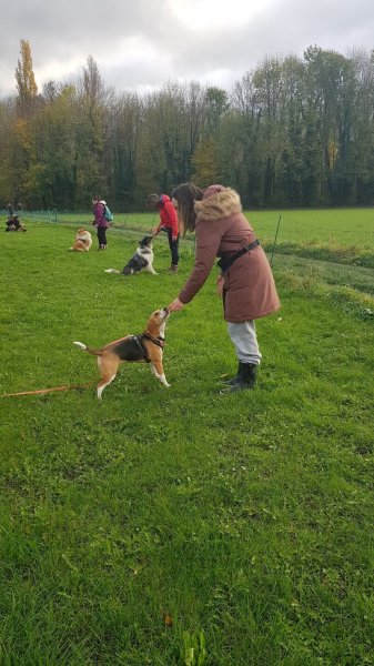 Club Canin Sous le Massif Vercusien