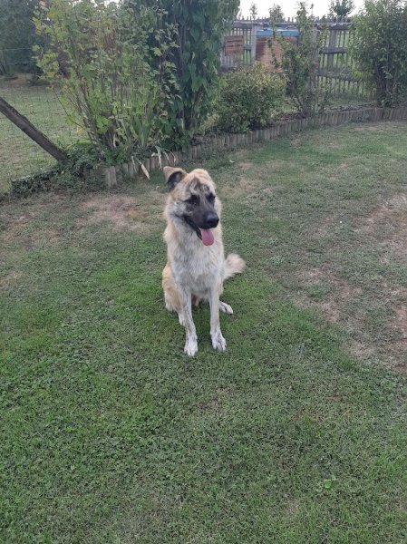 Educ canin 38 - photo 1