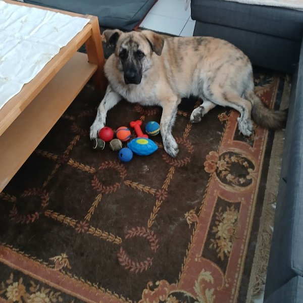 Educ canin 38 - photo 2