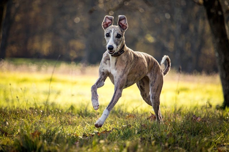 Aventure canine - photo 1