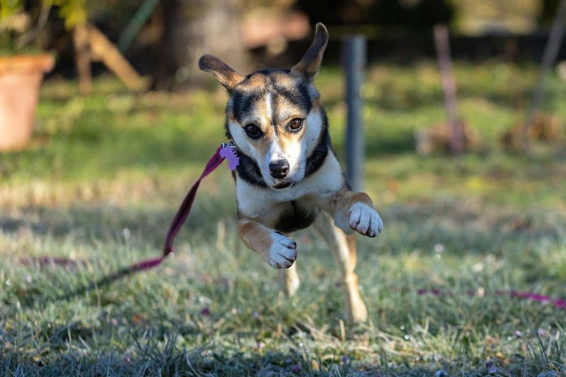 Aventure canine - photo 2