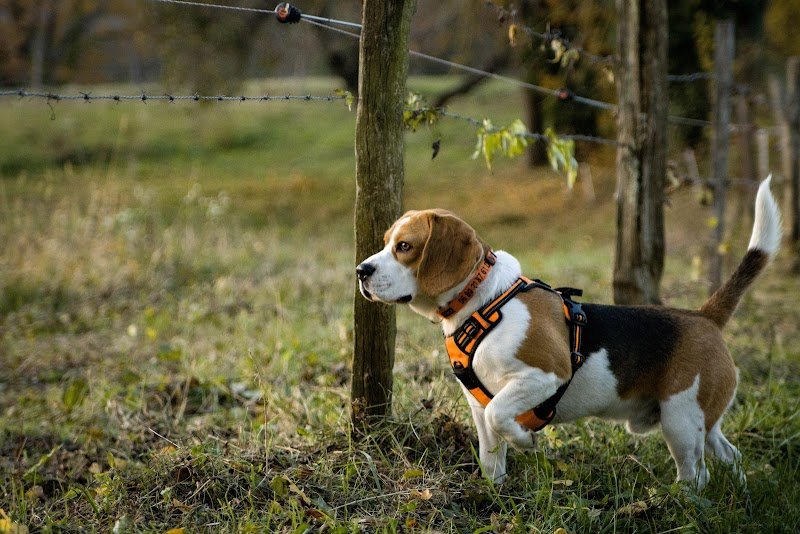 Aventure canine - photo 3