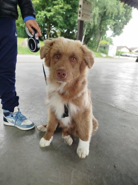 Éducateur canin RespectDogs Voiron - photo 1