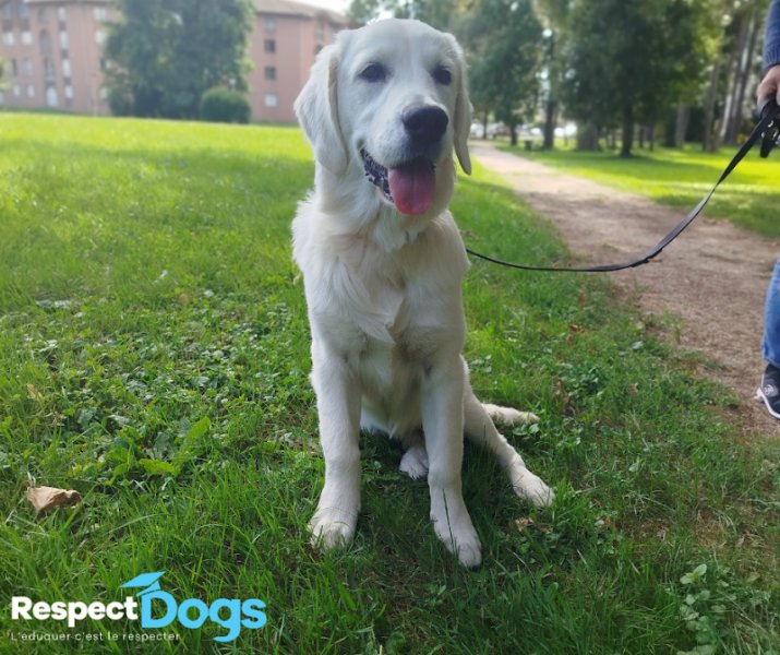 Éducateur canin RespectDogs Voiron - photo 2