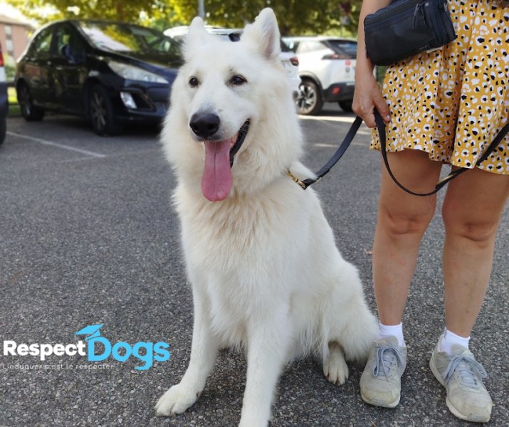 Éducateur canin RespectDogs Voiron - photo 3