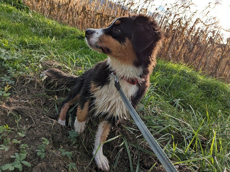 Le Magicien Dog'Z - photo 1