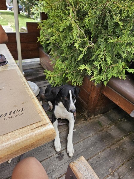 Le Magicien Dog'Z - photo 2