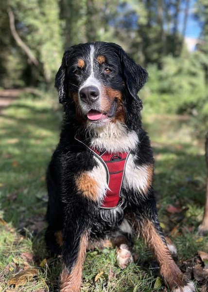 Le Magicien Dog'Z - photo 3