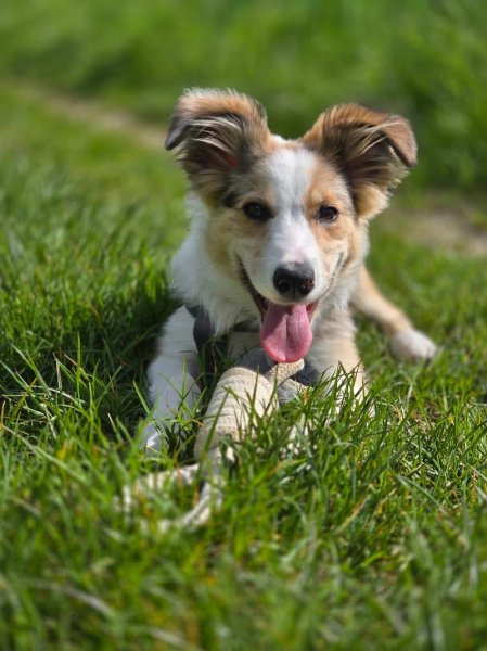 Au fil des chiens - photo 1