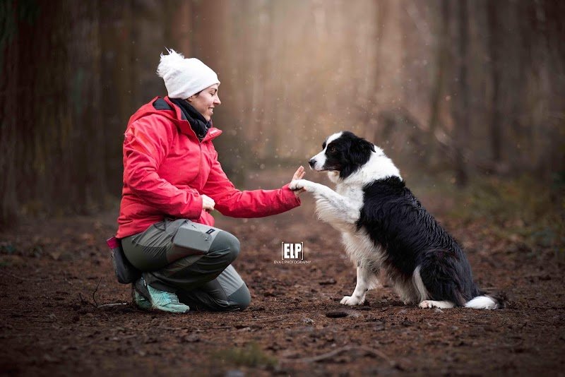 Au fil des chiens - photo 2