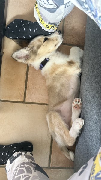 Au fil des chiens - photo 3