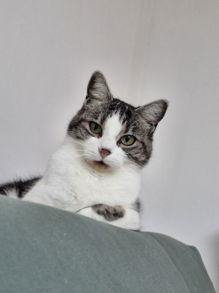 Cat Squad I Comportement canin & félin, pet sitting