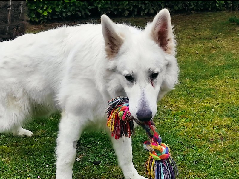 Educateur Canin Cyril Rouzeau - photo 1