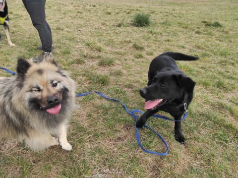 Educateur Canin Cyril Rouzeau - photo 3