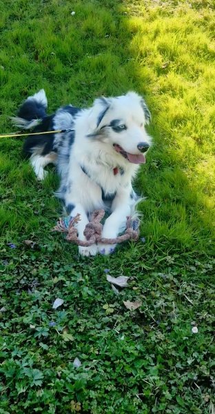 Entre Maître et Chien - Éducatrice comportementaliste canin - photo 2