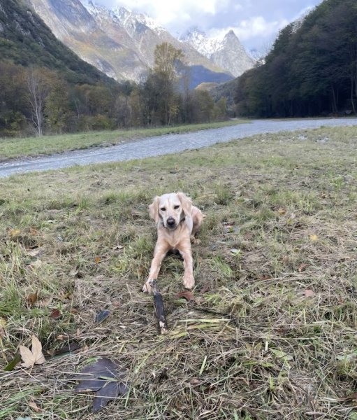 Entre Maître et Chien - Éducatrice comportementaliste canin - photo 3