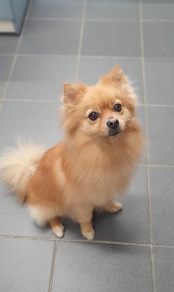 Dog Attitude - photo 1