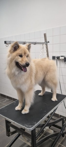 Dog Attitude - photo 2