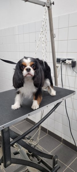 Dog Attitude - photo 3