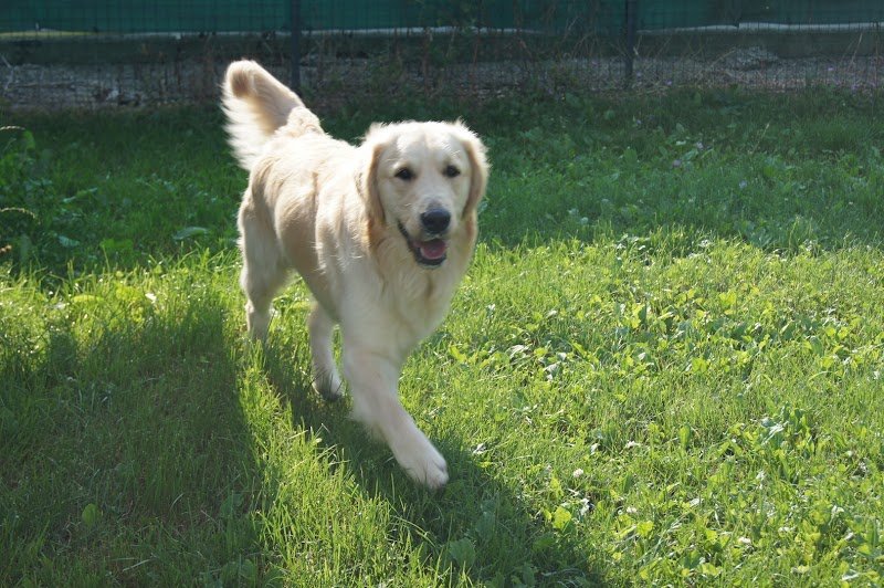 Une Vie de Chien - photo 1