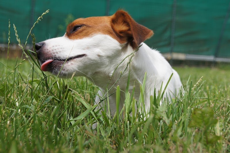 Une Vie de Chien - photo 3