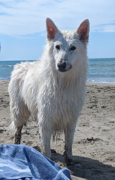 Doggymousse - photo 1