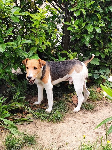 Doggymousse - photo 2